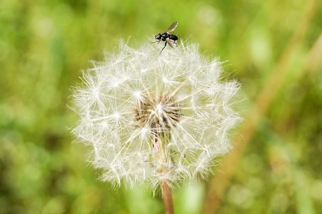 Free Mucha Dandelion photo and picture