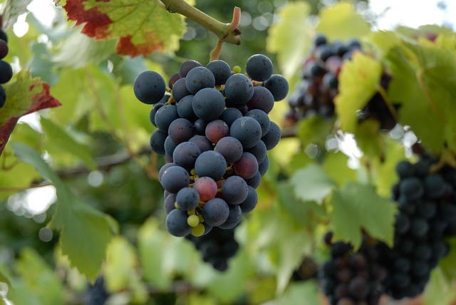 Free Red Wine Leaves photo and picture