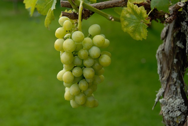 Free Green Wine Ripe photo and picture