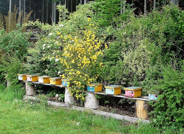 Free Bee Nursery Bee Hives photo and picture