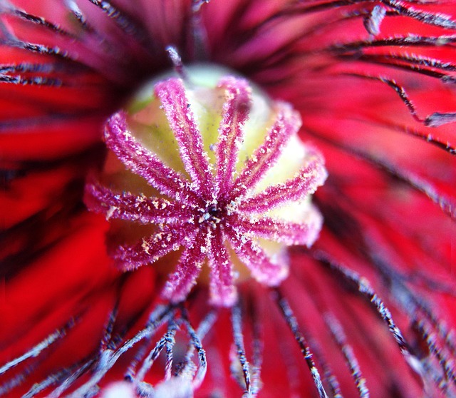 Free Poppy Plant photo and picture