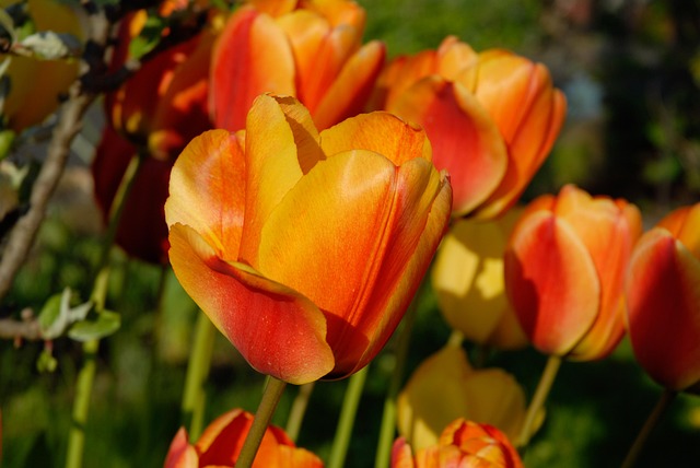 Free Tulips Orange photo and picture