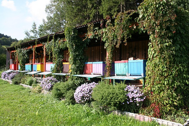 Free Hives Bees photo and picture