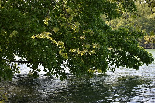 Příroda, Strom, Jezero, Listový Strom