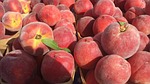 peach, peaches, fruit