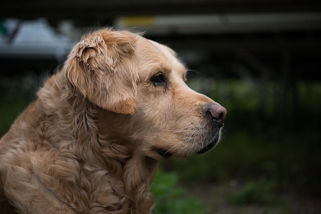 Free Dog Golden Retriever photo and picture