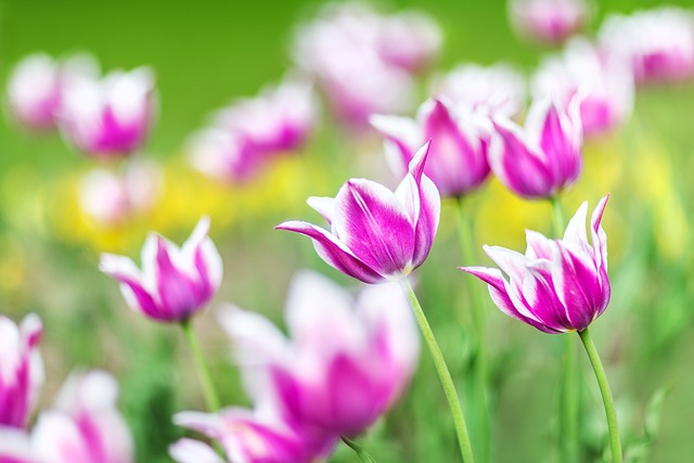 Tulipas, Flores, Verão