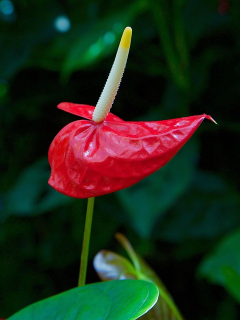 Blomst, Blomstre, Blomsterstilken, Rød