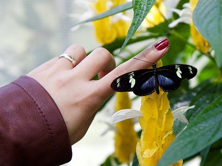 Insekter, Sommerfugl, Hånd, Fingernegl