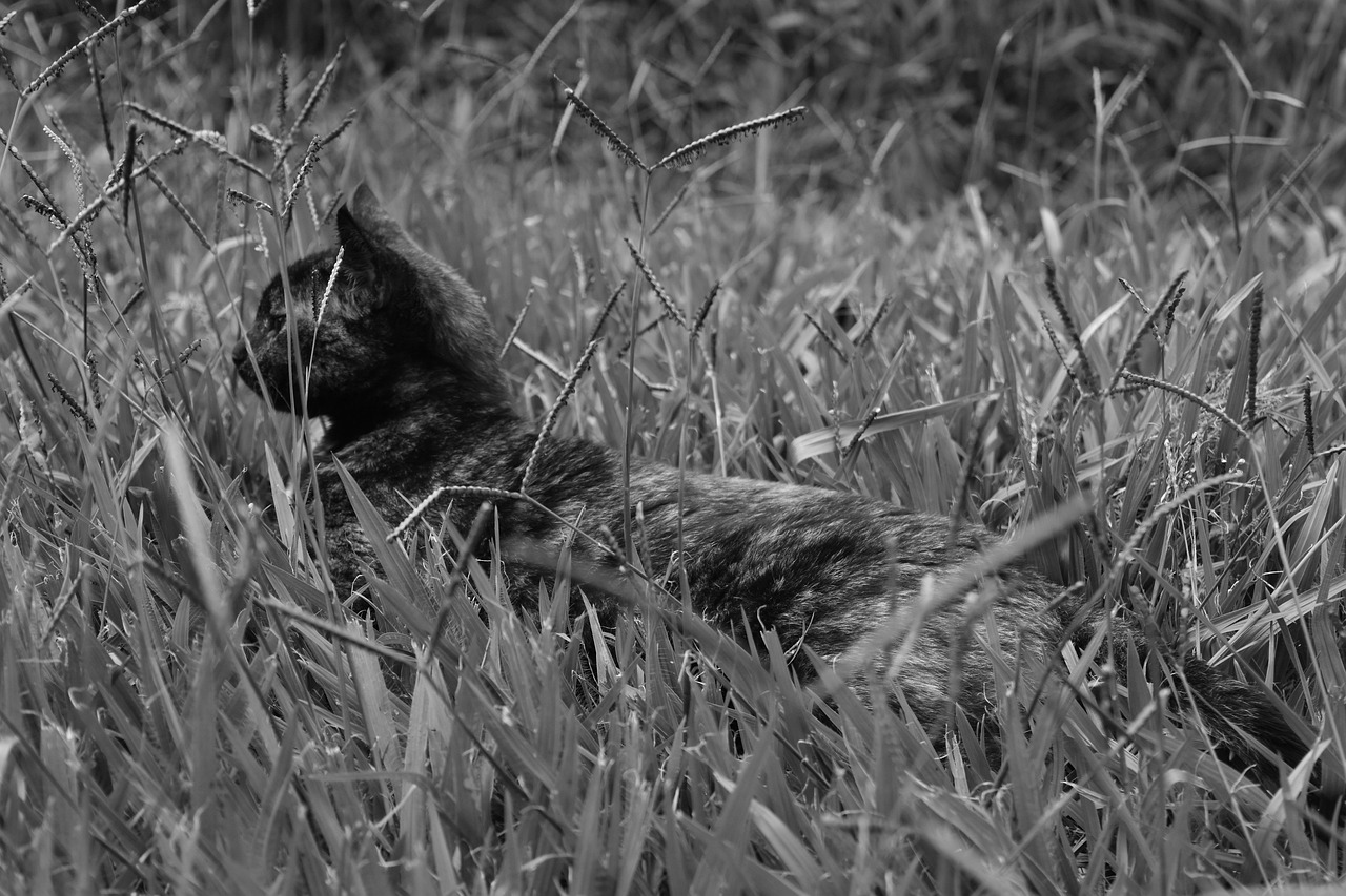 Gato Negro Blanco Foto gratis en Pixabay Pixabay