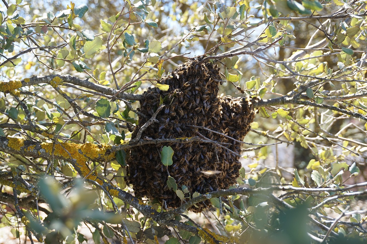 Essaim Abeilles Apiculture La Photo Gratuite Sur Pixabay Pixabay Essaim Abeilles Apiculture La Photo Gratuite Sur Pixabay Pixabay