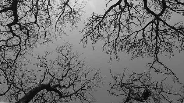 Free Trees Branches photo and picture