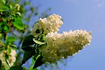 lilac, blossom, bloom