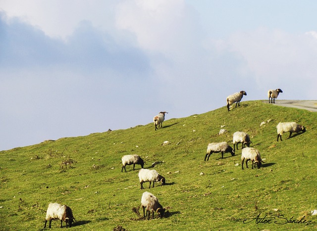 Free Sheep Pyrenees photo and picture