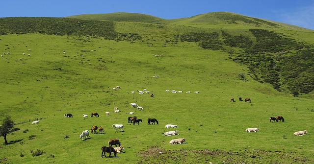 Free Livestock Sheep photo and picture