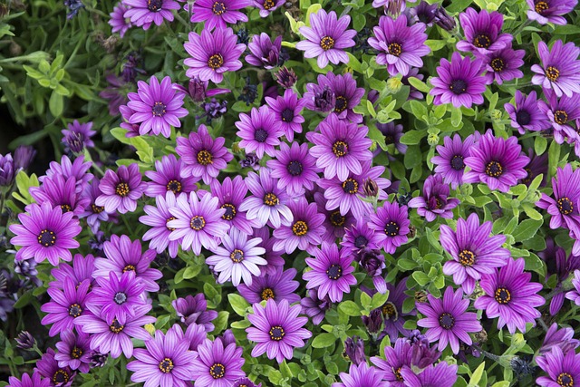 Free Flowers Purple photo and picture