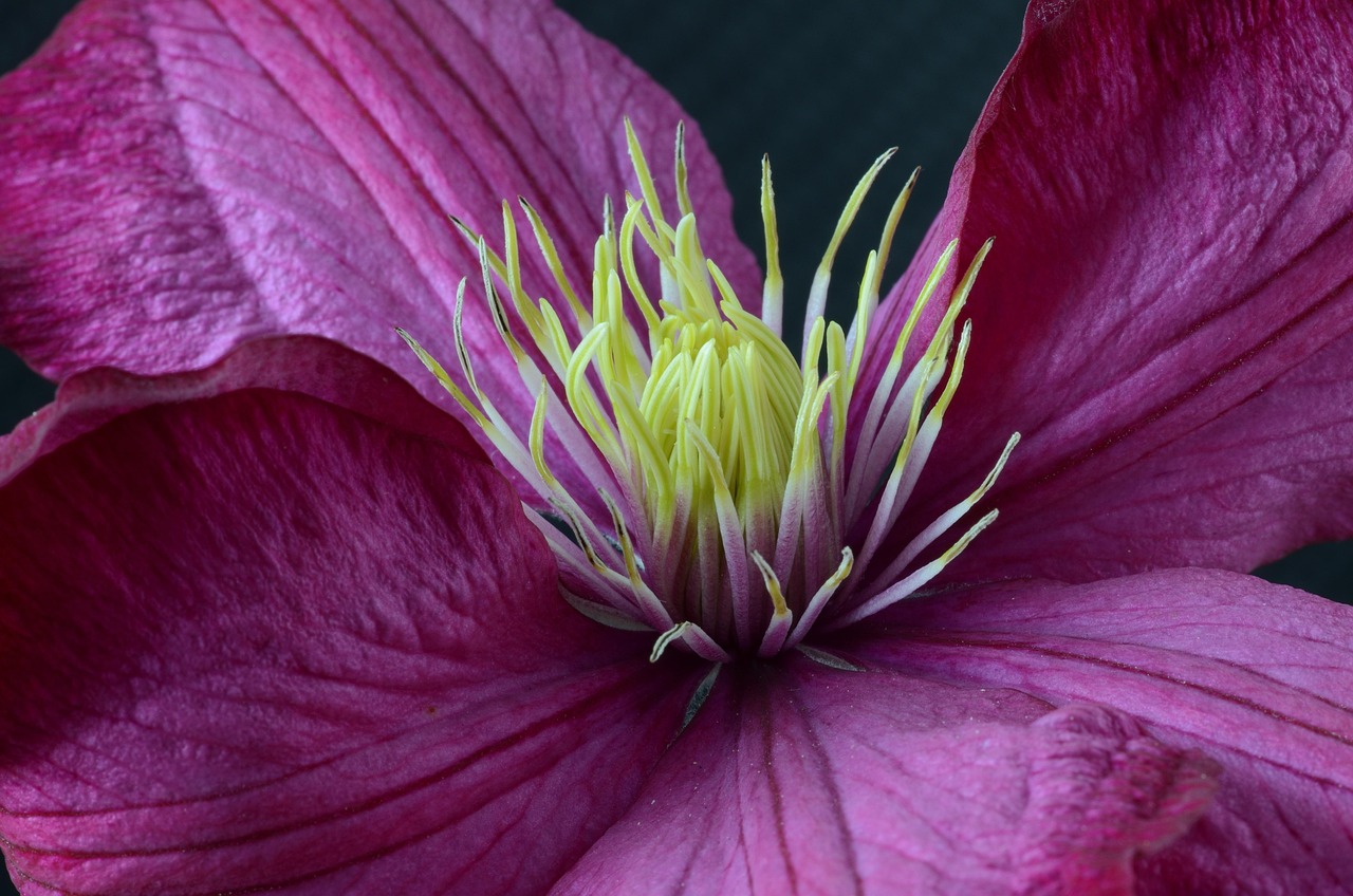 Clematis - free online jigsaw puzzle photo