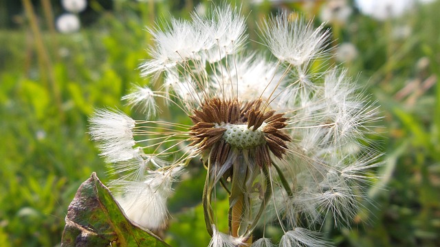 Free White Faded Dandelion photo and picture