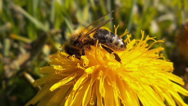 Free Bee Hardworking photo and picture