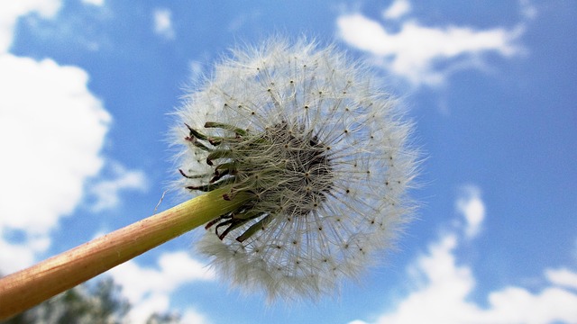 Free White Blue Sky photo and picture