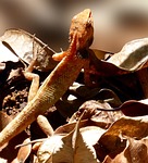 lizard, reptile, animal