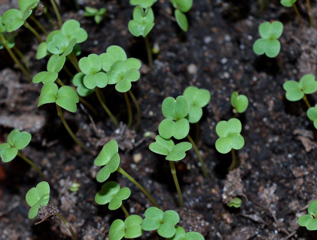 Healthy microgreens growing in tray