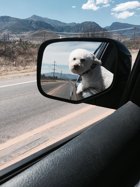 Free Toy Poodle Freedom photo and picture