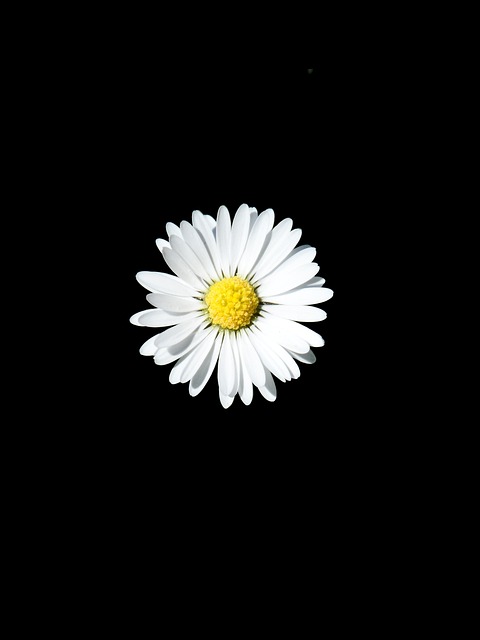 Free Daisy White photo and picture