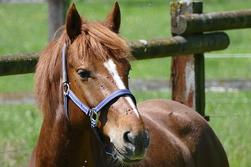 Free Horse Fox photo and picture