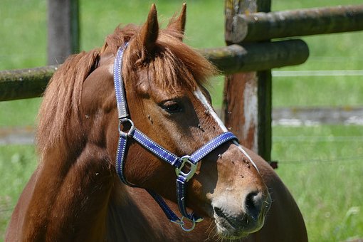 Free Horse Fox photo and picture