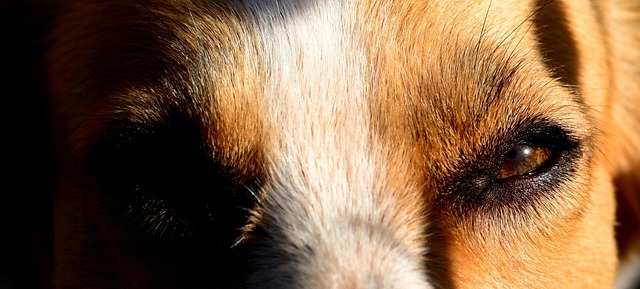Hund, Suchen, Tier, Intensiver Blick