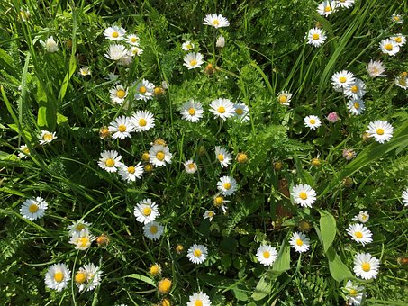 Blomst, Eng, Daisy, Græs, Blomstre