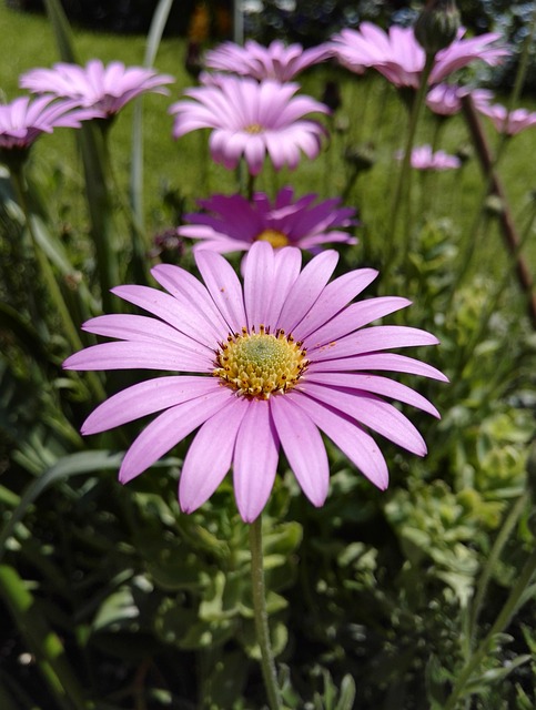 Blomst, Plante, Sommer, Havearbejde
