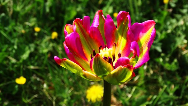 Free Flower Pink photo and picture