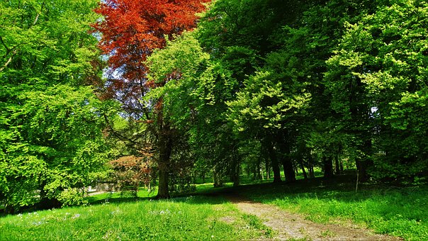 Free Forest Edges Forest photo and picture