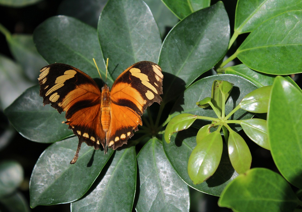 Butterfly Leaf Plants Free photo on Pixabay Pixabay
