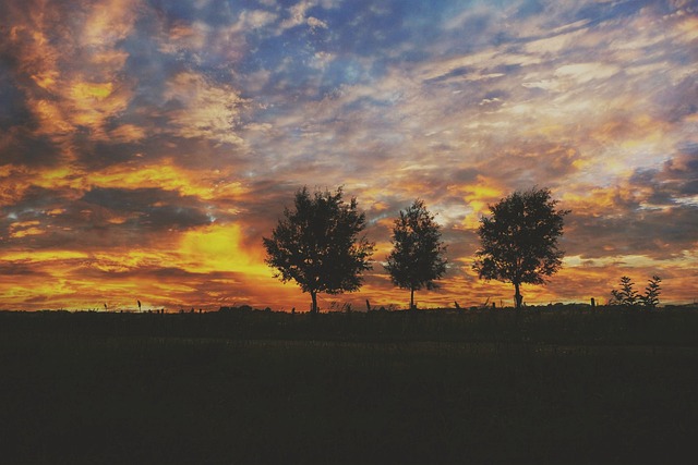 Free Tomorrow Tree photo and picture
