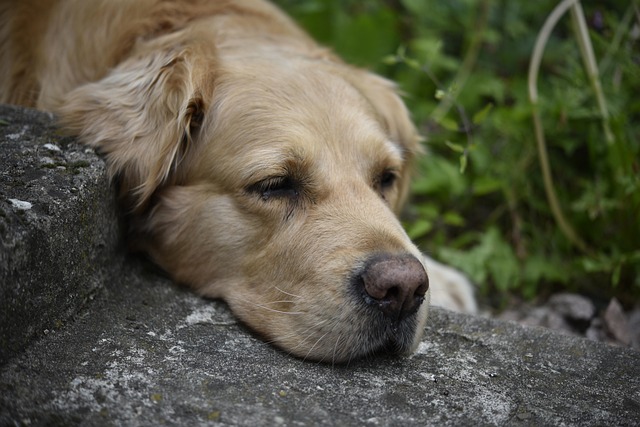 Free Dog Domestic Animal photo and picture