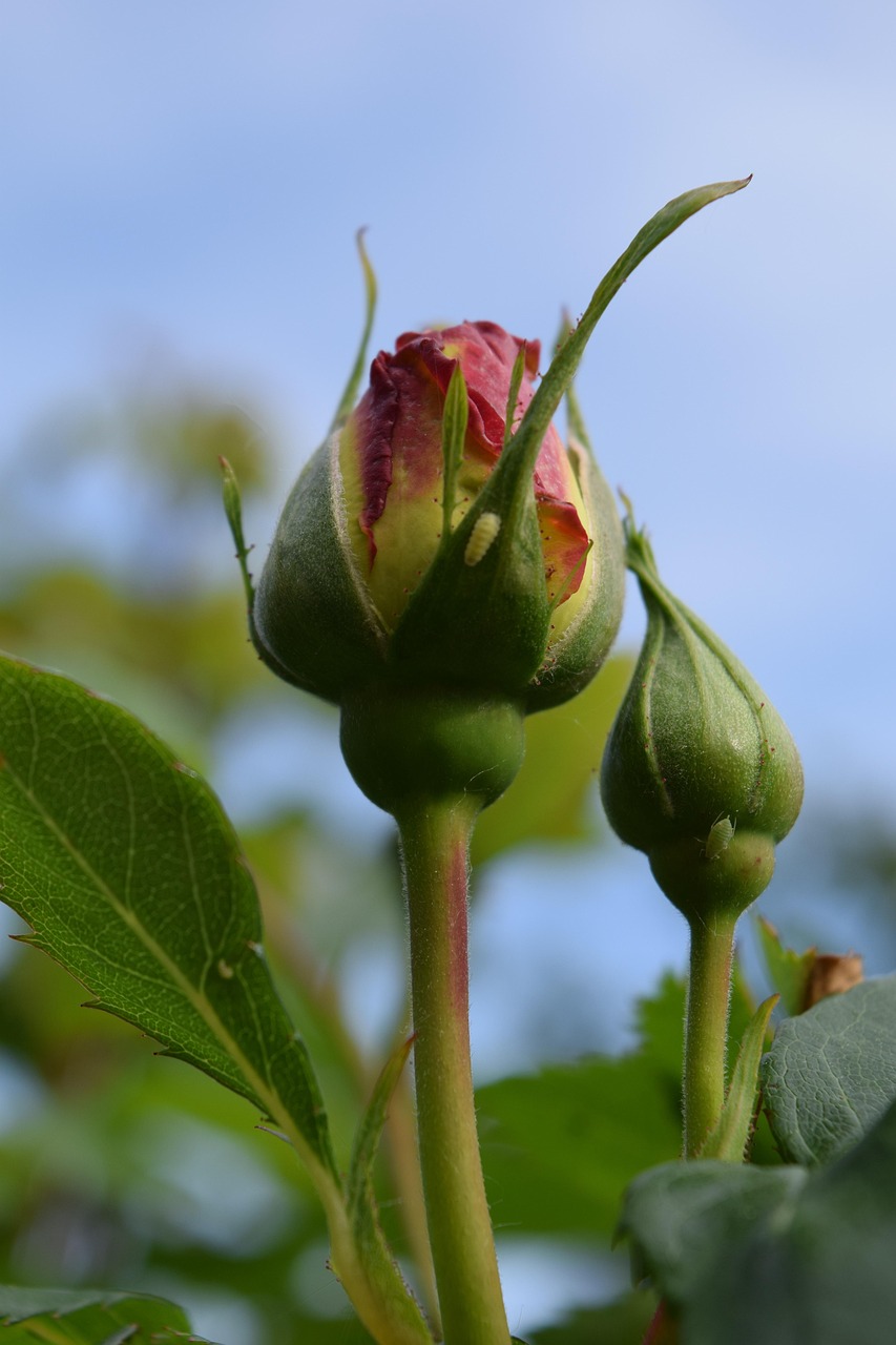 Rose Bud Rosebud Free photo on Pixabay Pixabay
