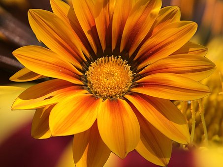Middag Blomst, Aizoaceae