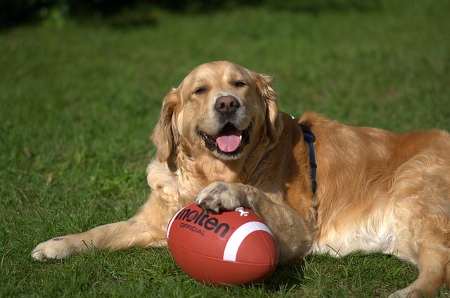 Free Dog Retriever photo and picture