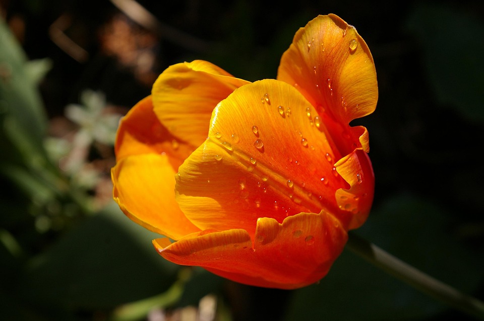 Yellow Tumor Orange Tulip Close Pixabay Yellow Tumor Orange Tulip Close Pixabay
