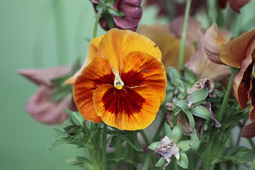 Free Pansy Nature photo and picture