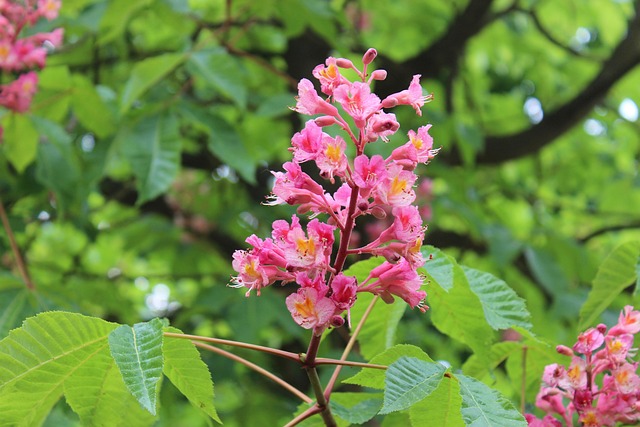 Free Nature Blossom photo and picture