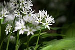 bear's garlic, allium ursinum, inflorescence