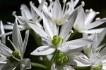 bear's garlic, allium ursinum, inflorescence