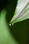 bear's garlic, allium ursinum, forest
