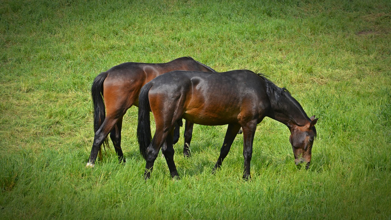 Horses - free online jigsaw puzzle photo