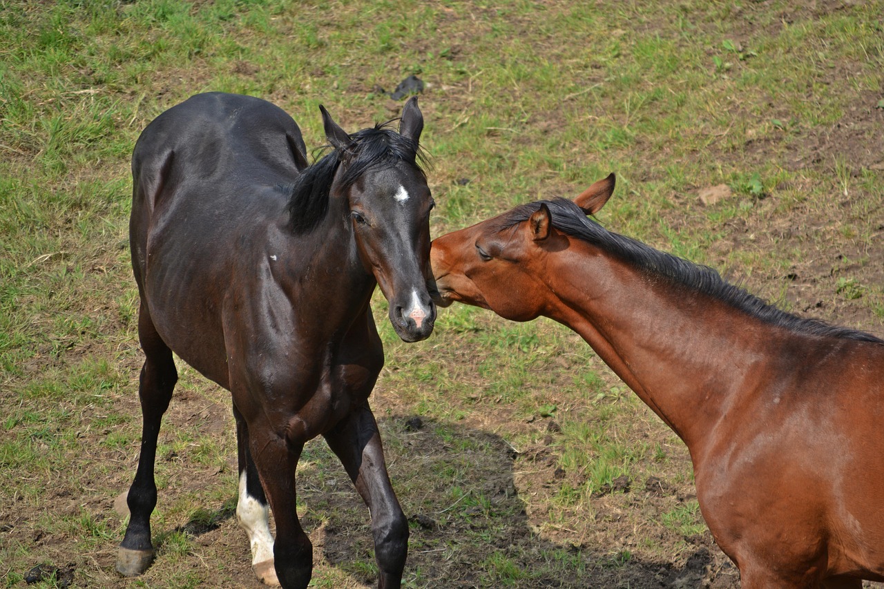 Horses - free online jigsaw puzzle photo