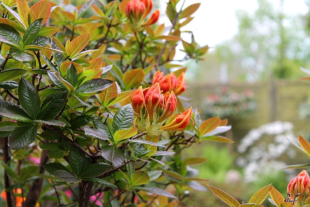 Garten Hintergrund Azalie - Kostenloses Foto auf Pixabay - Pixabay